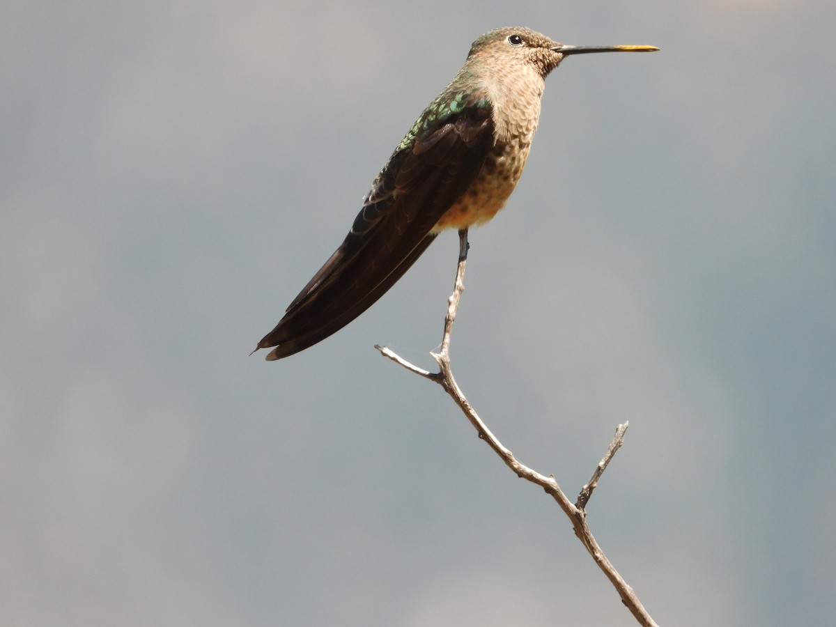 Giant Hummingbird - ML648261170