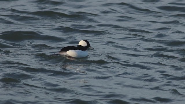 ヒメハジロ - ML648261290