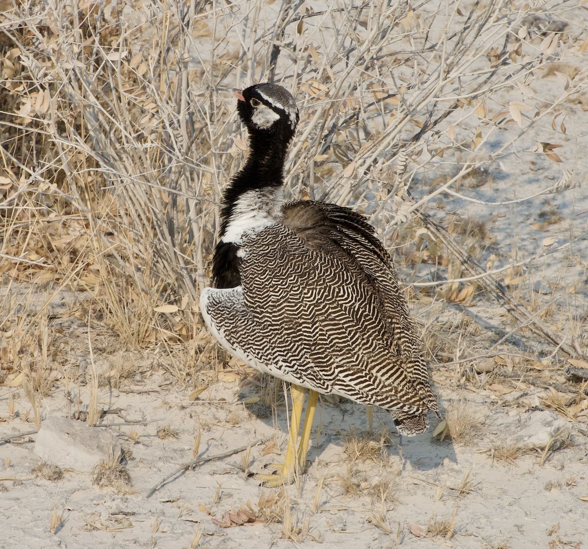 White-quilled Bustard - ML648261554