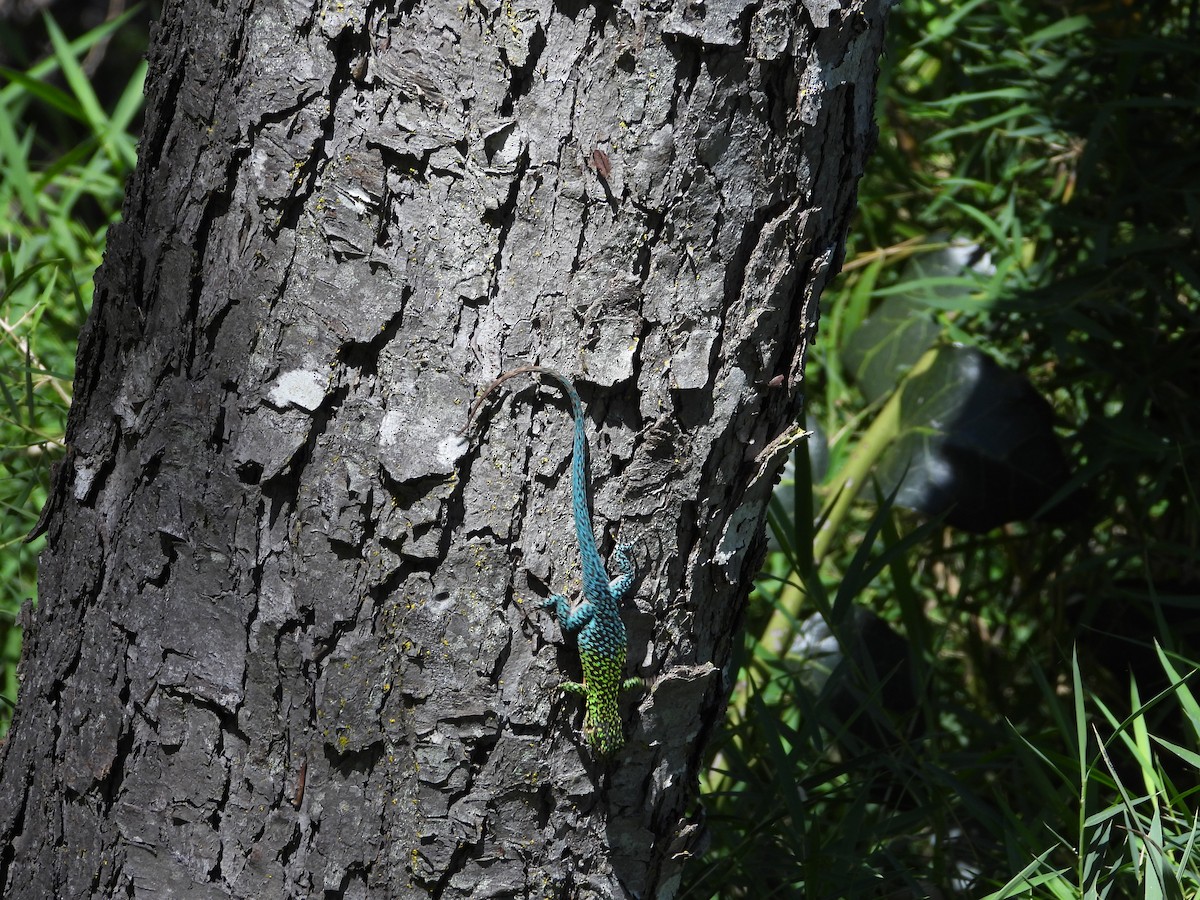 Animals - ML648262301