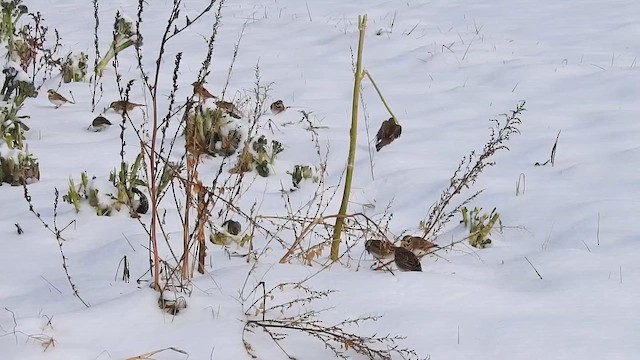 Horned Lark - ML648262376