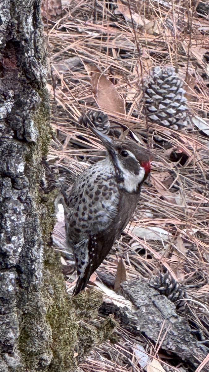 Arizona Woodpecker - ML648262400