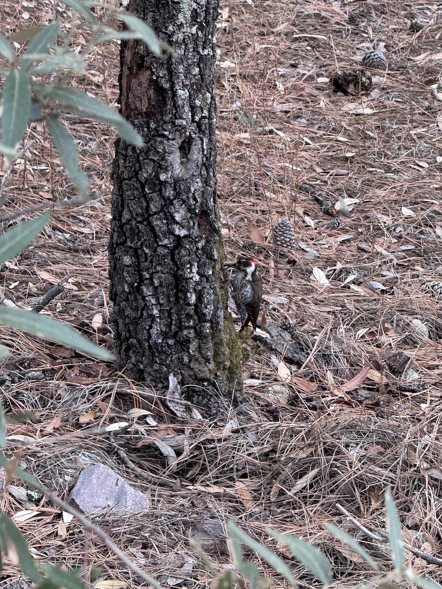 Arizona Woodpecker - ML648262401