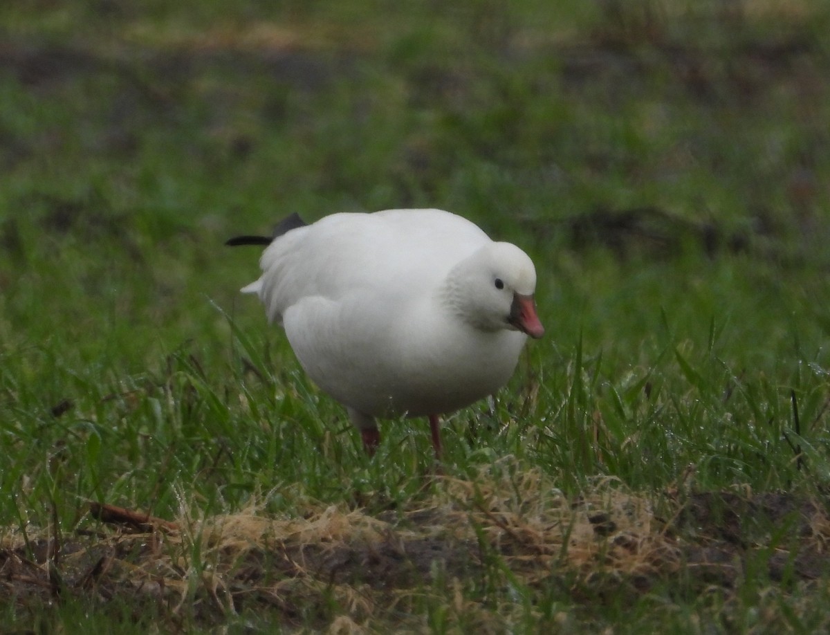 Ross's Goose - ML648262487