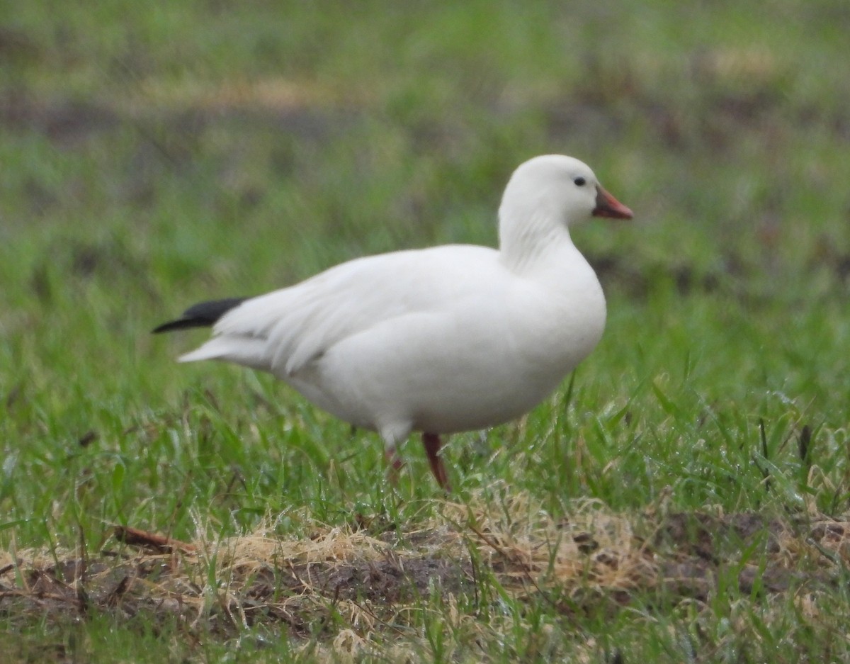 Ross's Goose - ML648262488