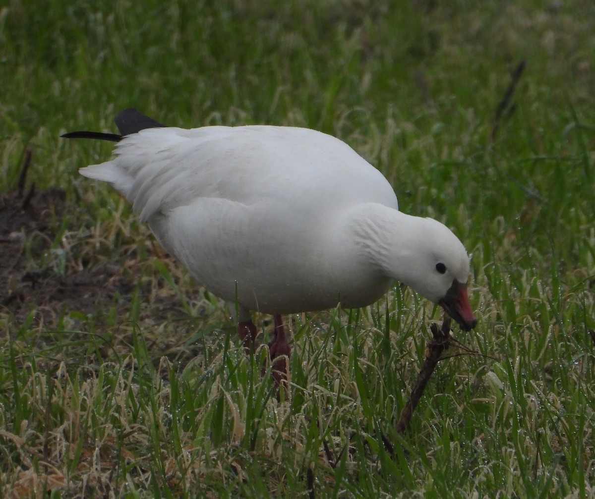 Ross's Goose - ML648262489