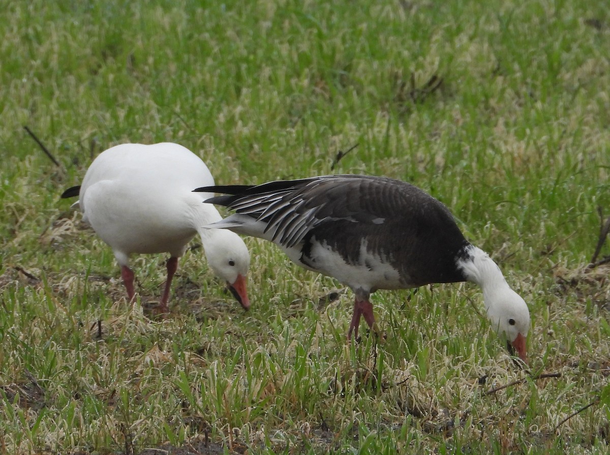 Snow Goose - ML648262552