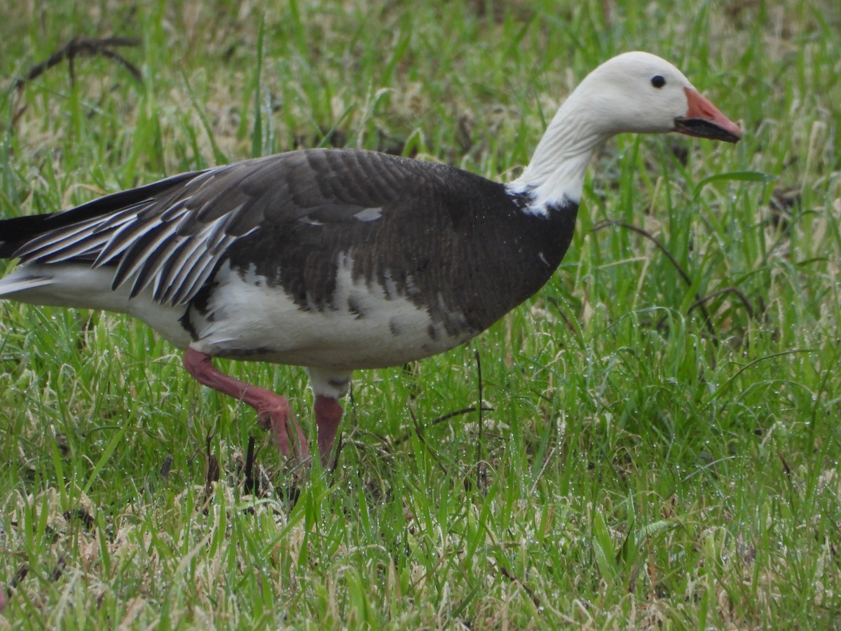 Snow Goose - ML648262554