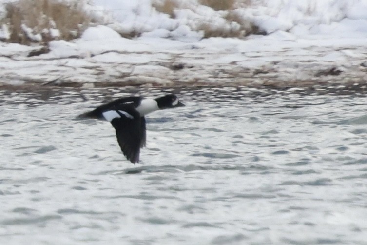 Barrow's Goldeneye - ML648262835