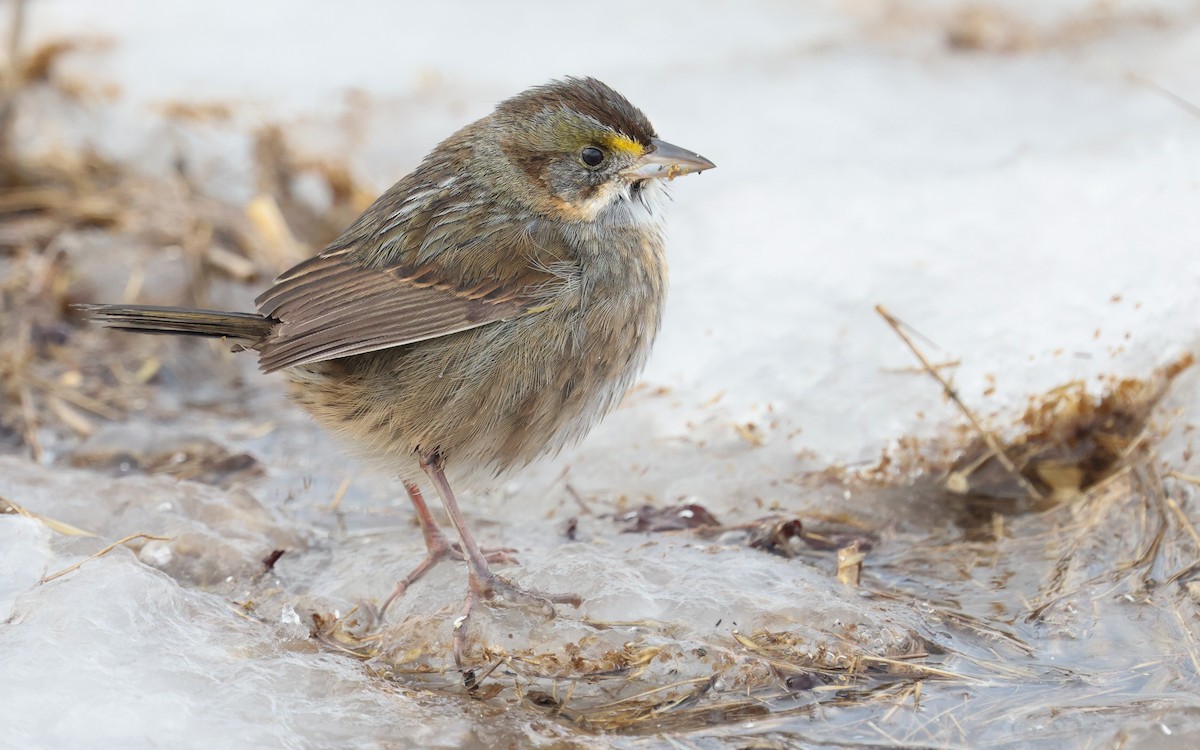 Seaside Sparrow - ML648262846