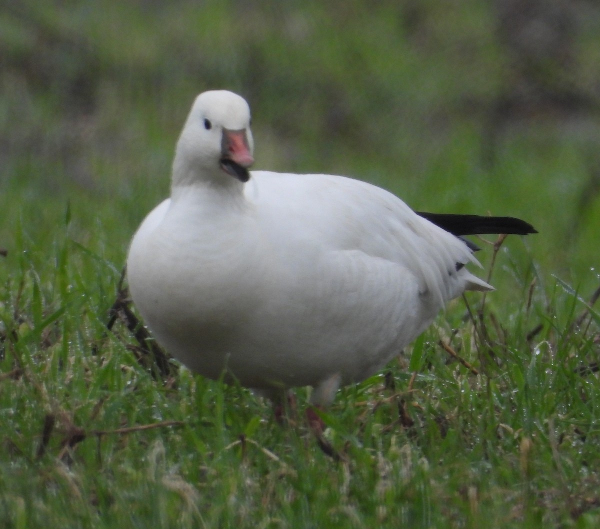 Ross's Goose - ML648263004