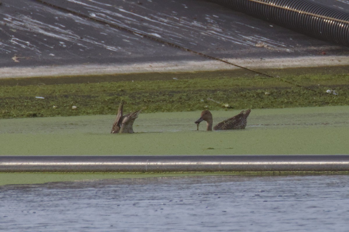 ברווז חד-זנב - ML648263639