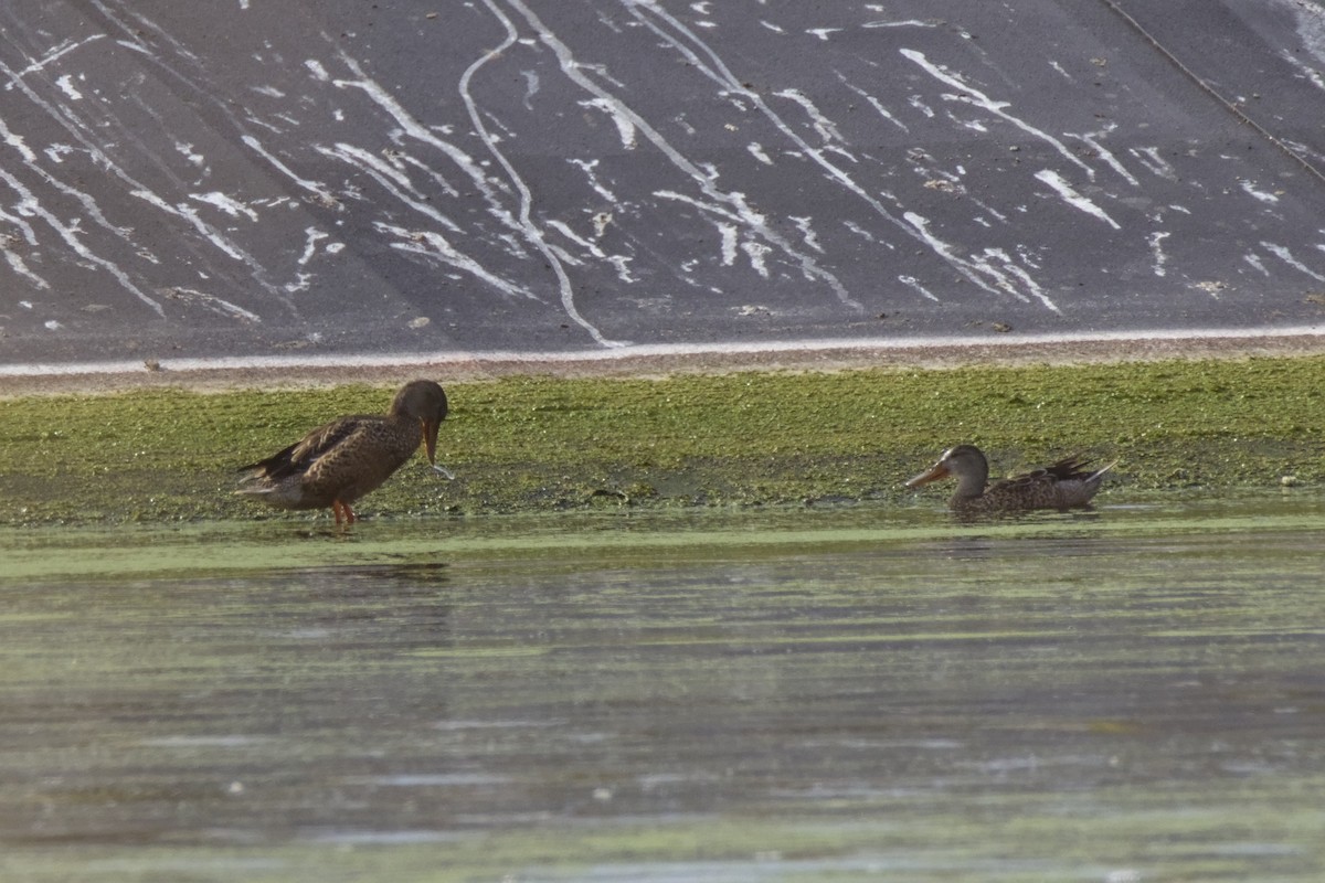 מרית צפונית - ML648263644