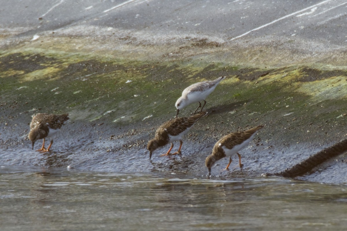 חופית לבנה - ML648263698