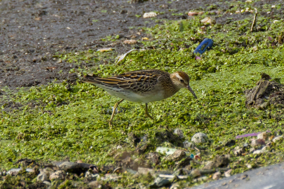 חופית חדת-זנב - ML648263741