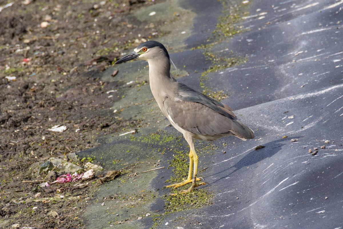 אנפת לילה - ML648263753