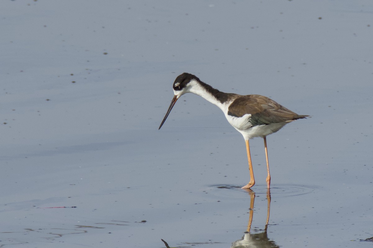 Black-necked Stilt (Hawaiian) - ML648263756