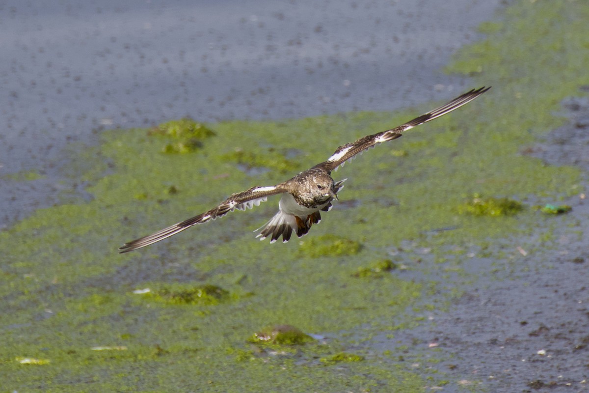ארנריה אדמונית - ML648263768