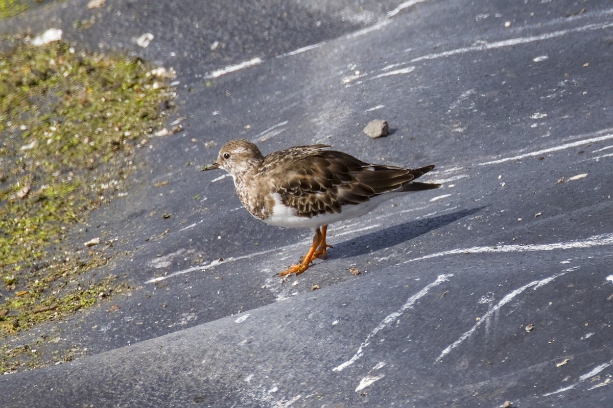 ארנריה אדמונית - ML648263772
