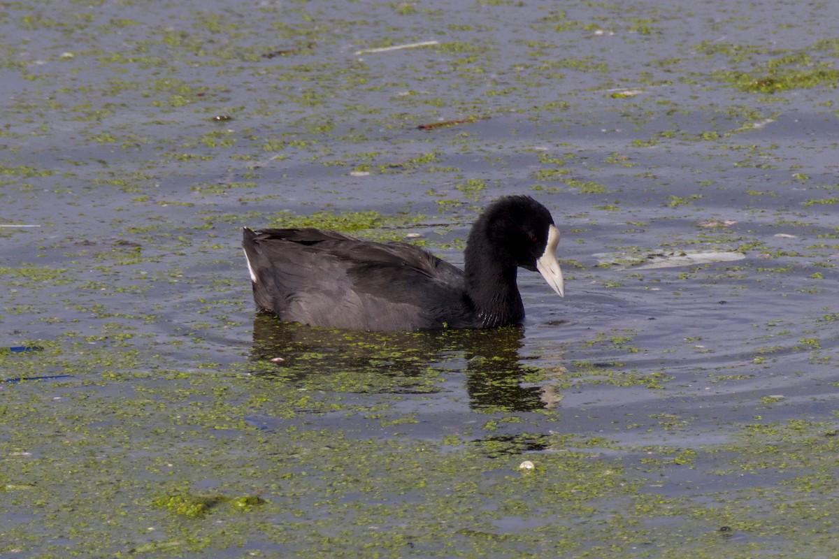 Hawaiian Coot (White-shielded) - ML648263776