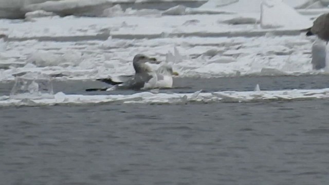 Клуша - ML648263780