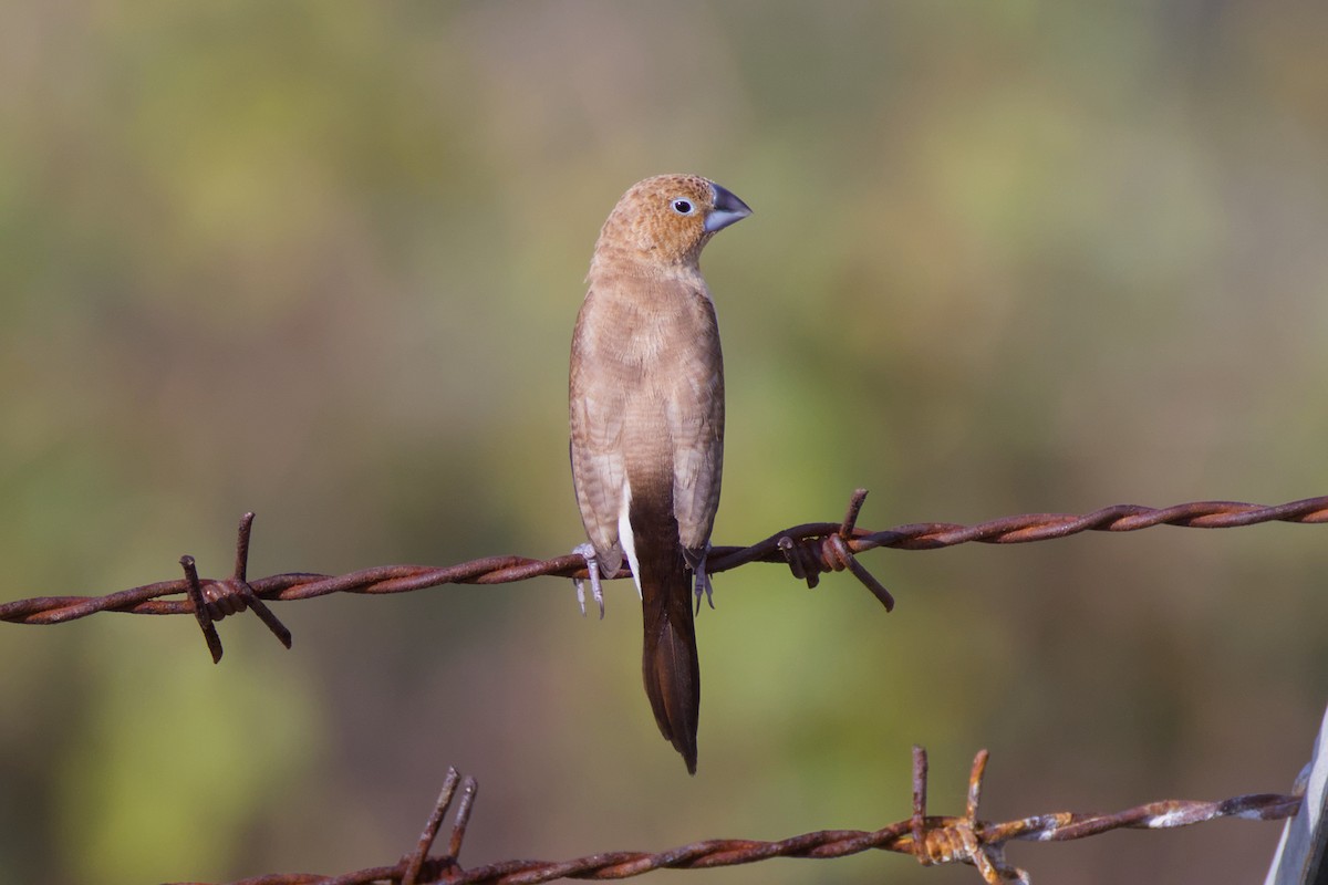 כסוף-מקור אפריקני - ML648263781