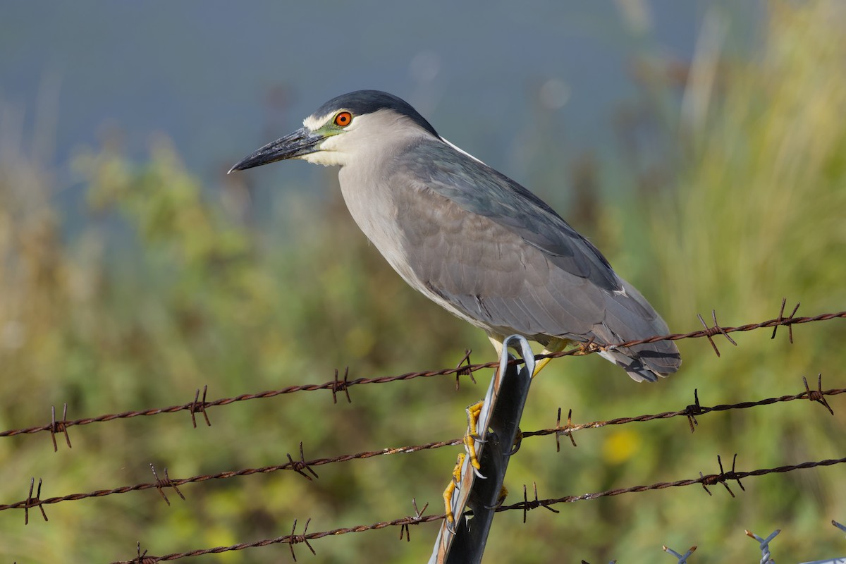 אנפת לילה - ML648263790
