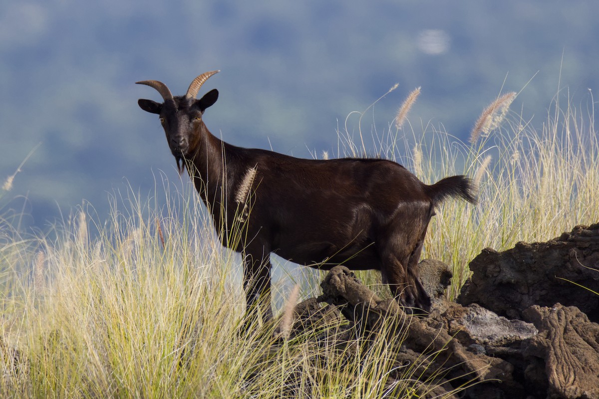 עז הבית - ML648263803