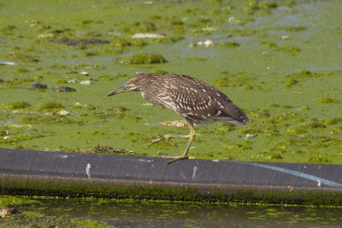 אנפת לילה - ML648263836