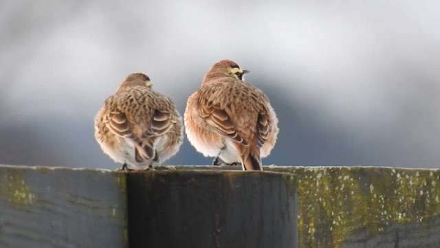 Horned Lark - ML648263942