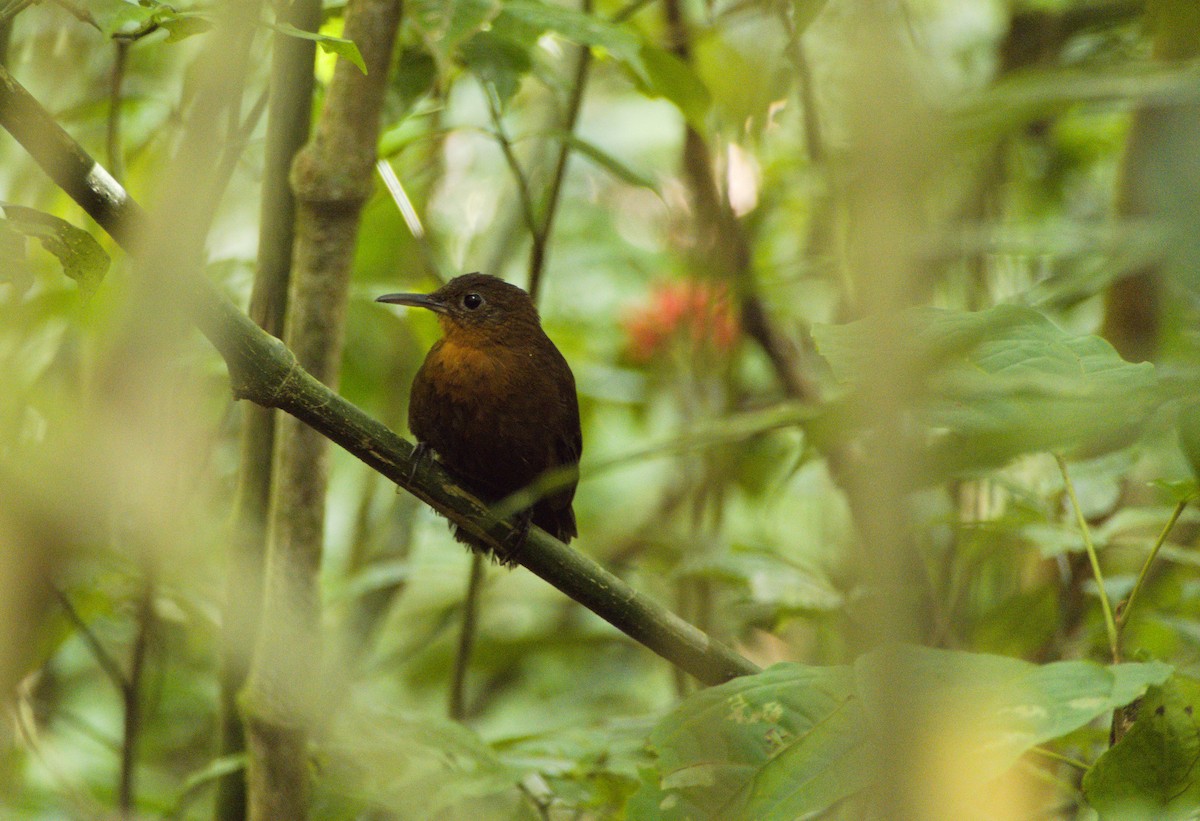 Sclérure à gorge rousse - ML648264215
