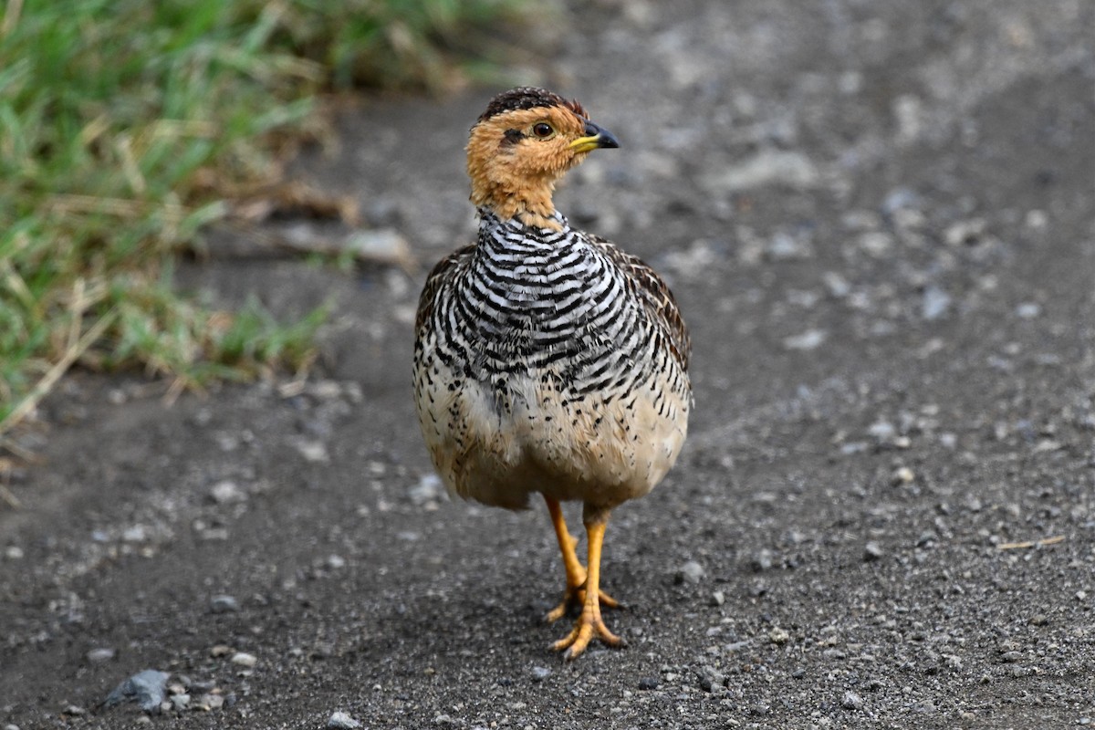 Coqui Francolin - ML648265003