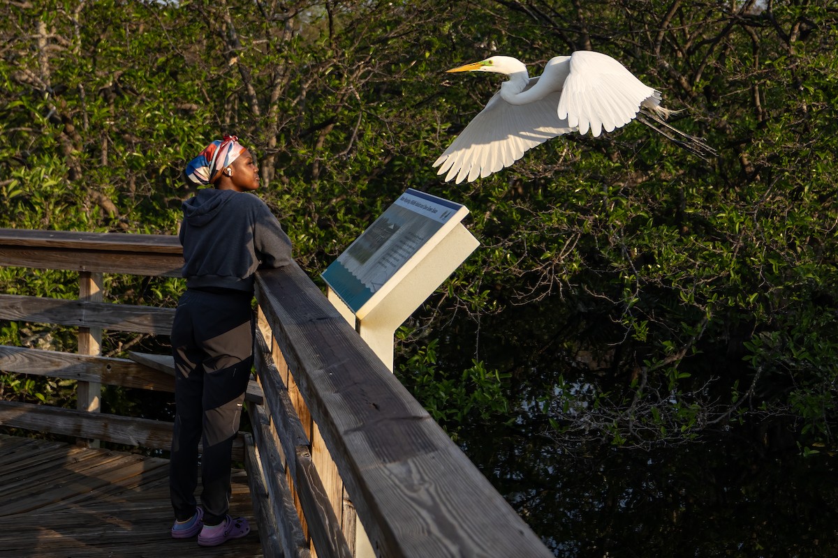 ダイサギ（egretta） - ML648265055