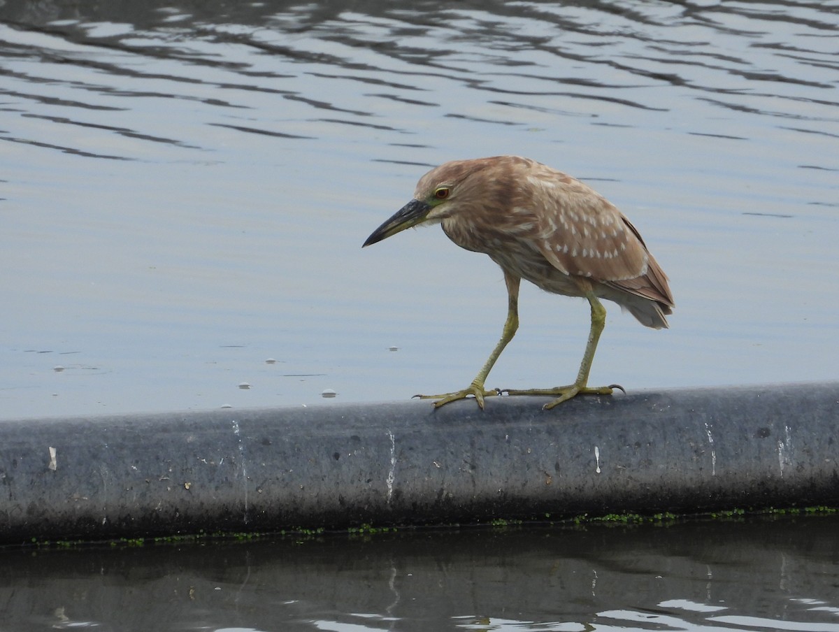 אנפת לילה (אמריקנית) - ML648265095
