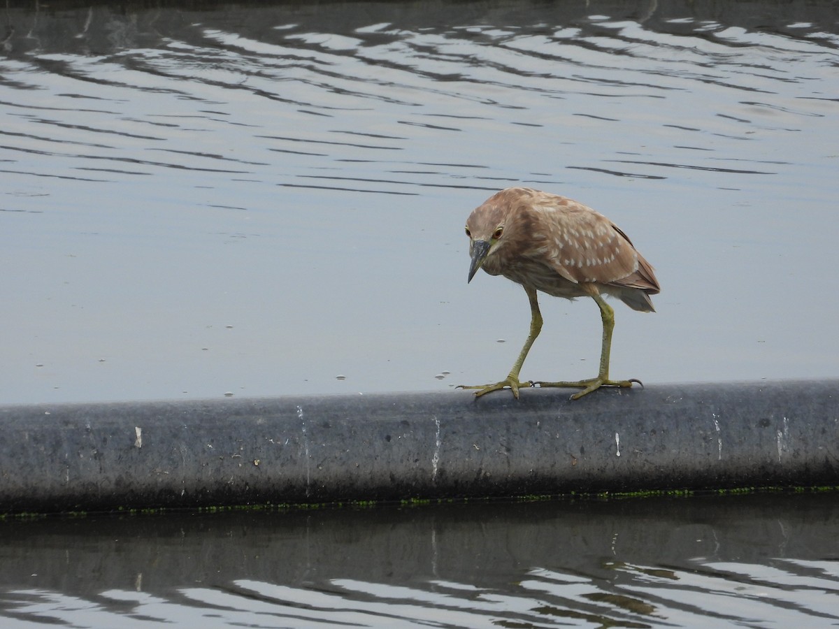 אנפת לילה (אמריקנית) - ML648265096