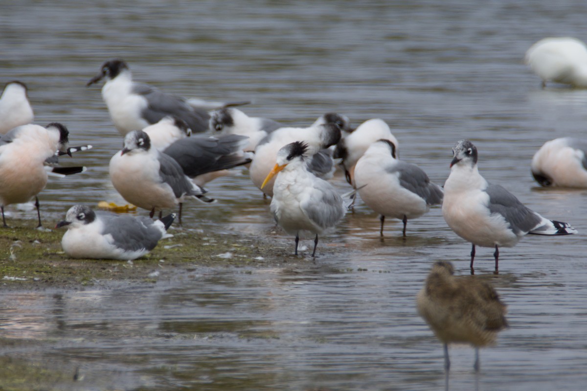 שחפית הדורה - ML648265400