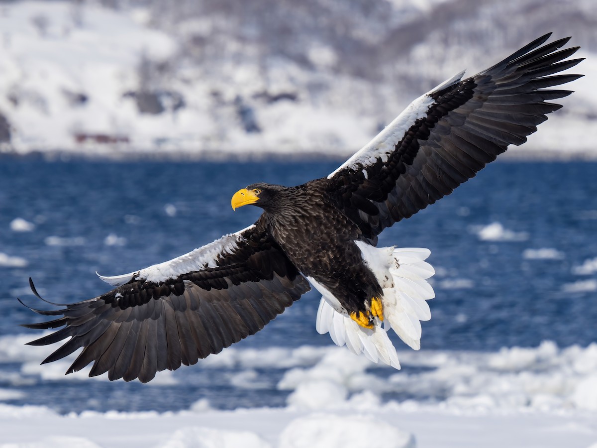 Steller's Sea-Eagle - ML648266037