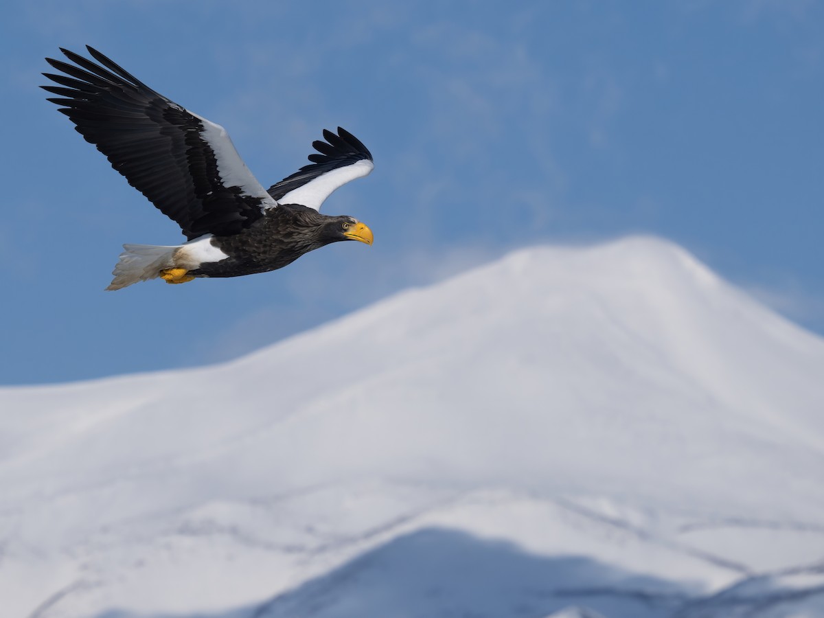 Steller's Sea-Eagle - ML648266039