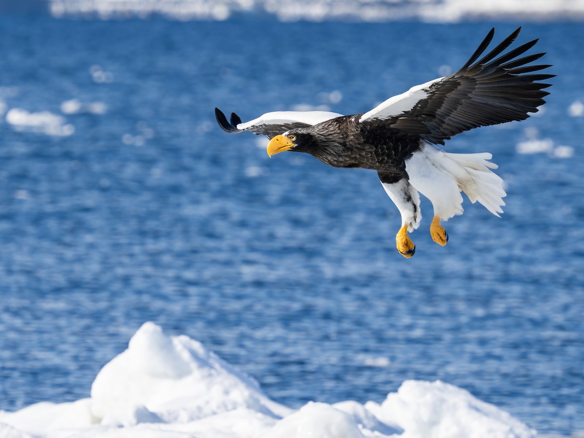 Steller's Sea-Eagle - ML648266041