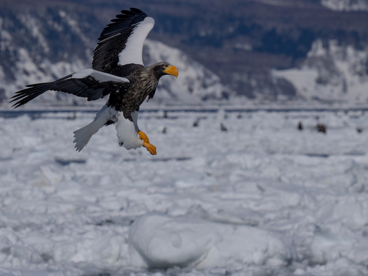 Steller's Sea-Eagle - ML648266042