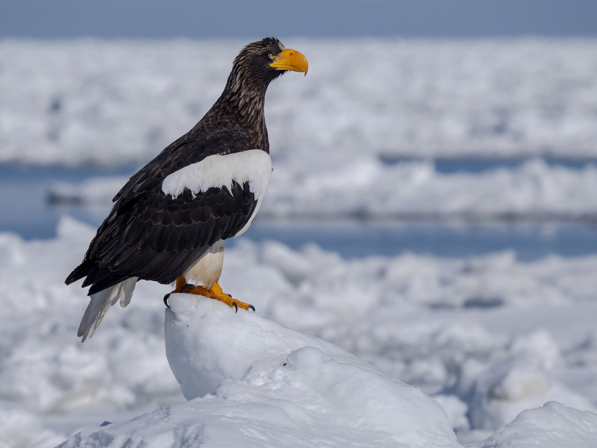 Steller's Sea-Eagle - ML648266044
