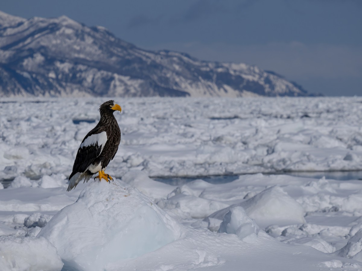 Steller's Sea-Eagle - James Eaton / Birdtour Asia