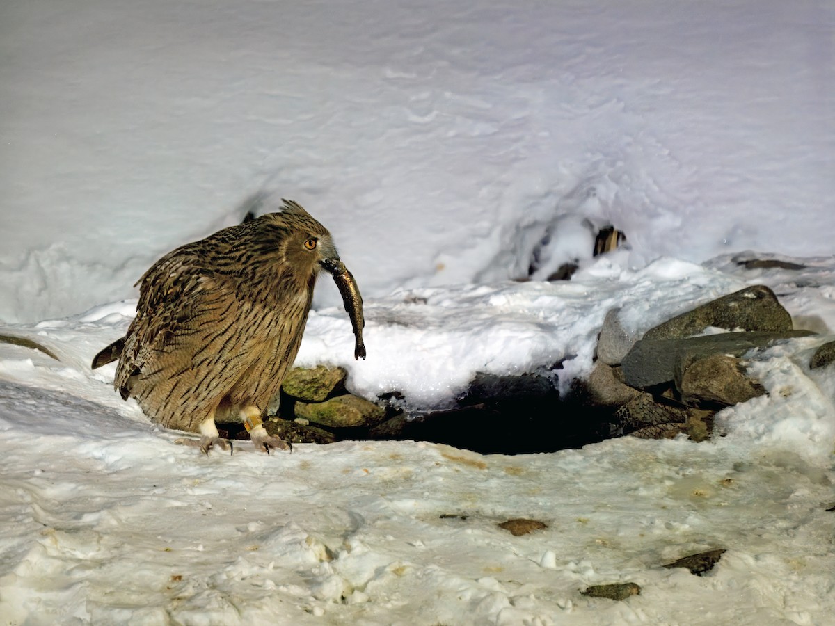 Blakiston's Fish-Owl (blakistoni) - James Eaton / Birdtour Asia
