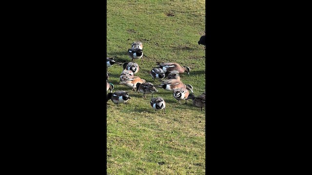 葡萄胸鴨 - ML648266671