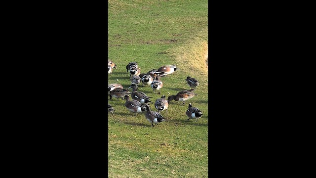 葡萄胸鴨 - ML648266672