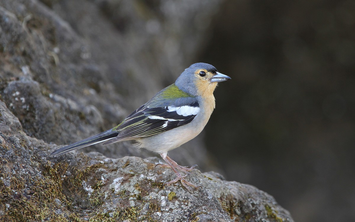 Madeira Chaffinch - Christoph Moning