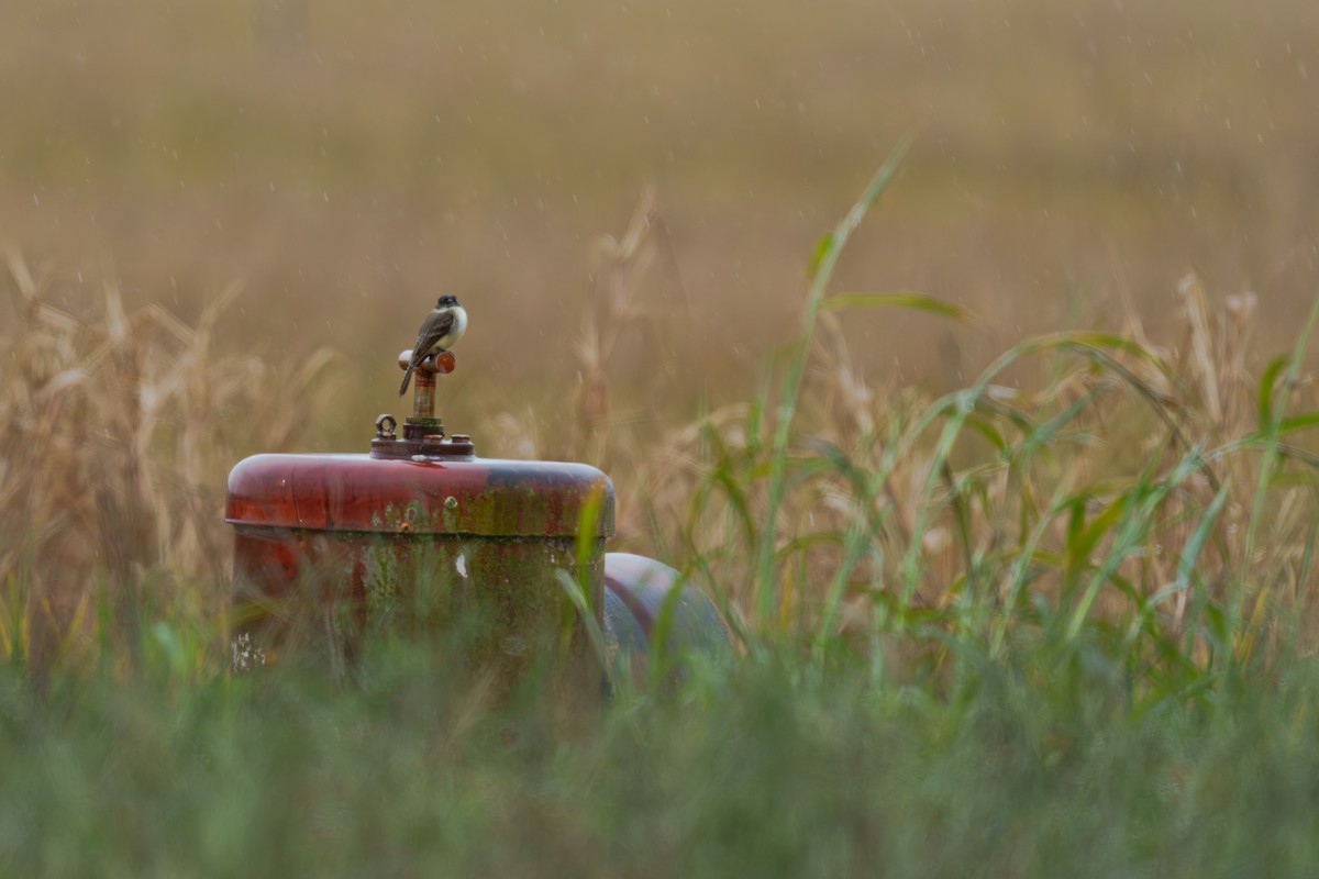 Weißbauch-Phoebetyrann - ML648266944