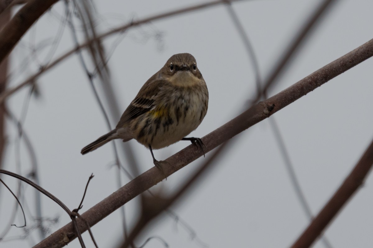 Kronenwaldsänger - ML648267003