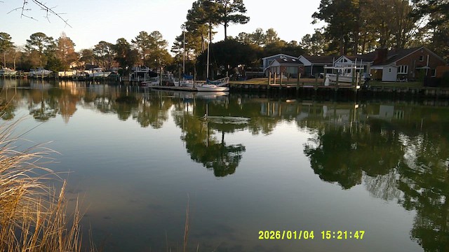 ヒメハジロ - ML648267144