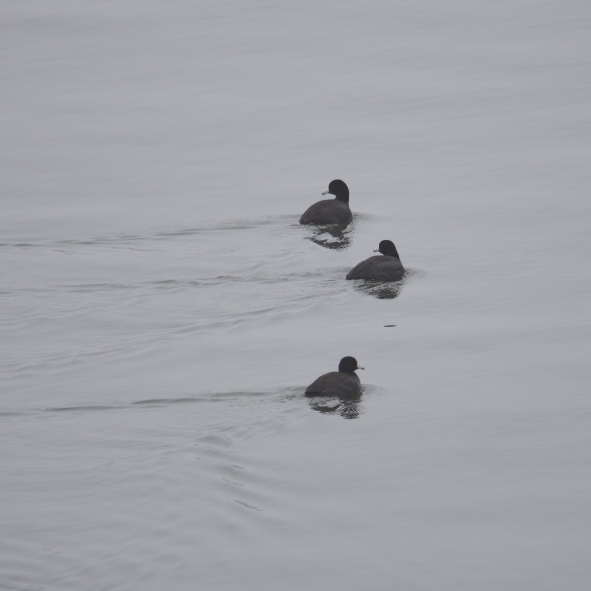 American Coot - ML648269204